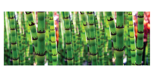 Equisetum robustum (Black barred horsetail) - MP036 Packs