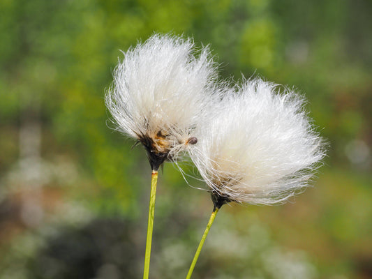 Eriophorum angustifolium (Cotton grass) - MBP035 Packs
