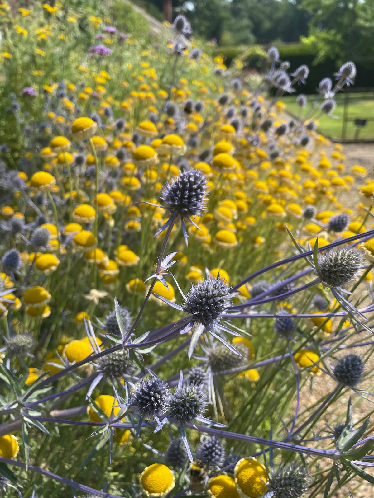 Eryngium (Sea Holly)