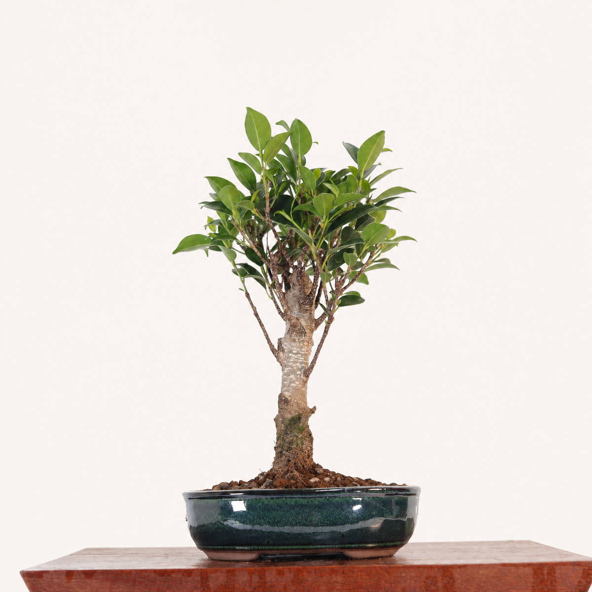 Ficus Microcarpa (Banyan Fig) Indoor Bonsai Tree | Broom | In 16cm Pot | Excellent Gift
