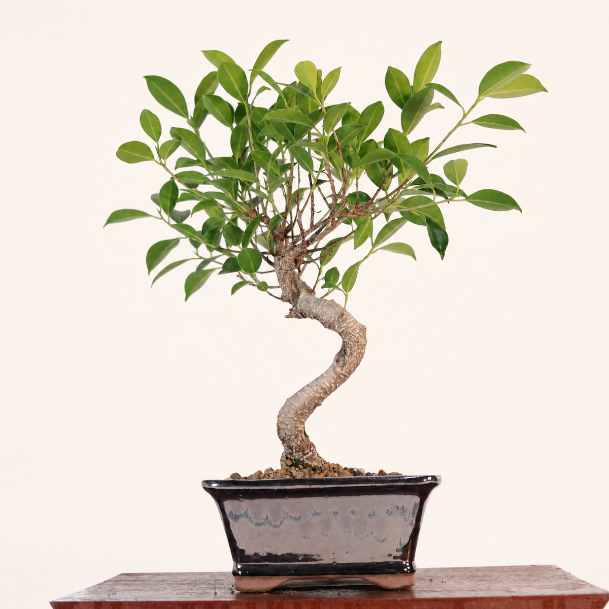 Ficus Microcarpa (Banyan Fig) Indoor Bonsai Tree | Shaped | In 16cm Pot | Delightful Gift