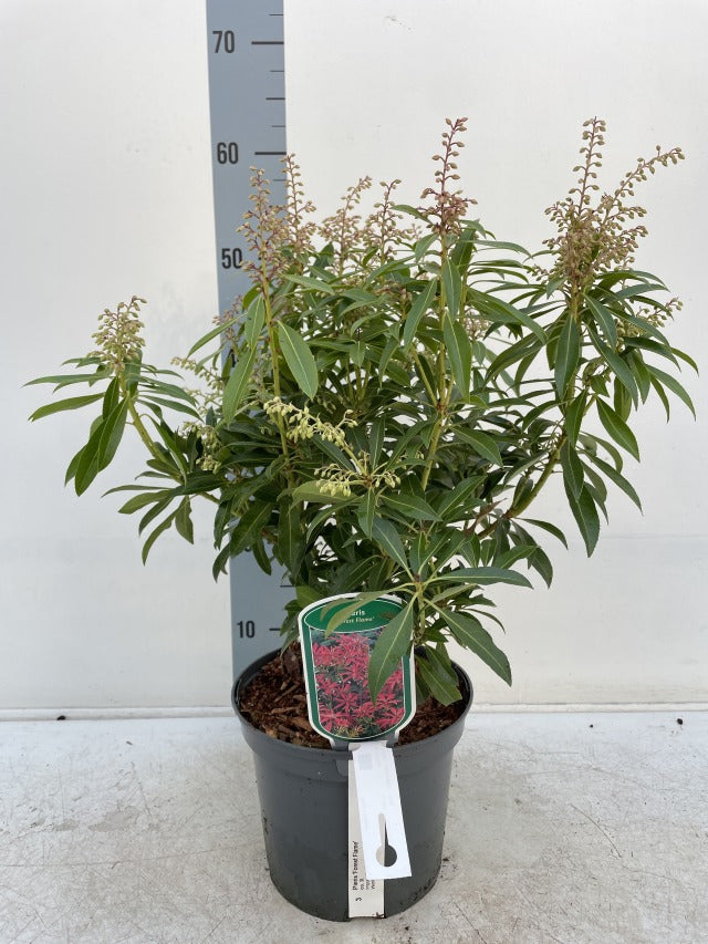 Pieris japonica Forest Flame (2 sizes available)