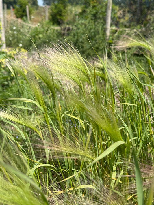 Foxtail Barley (Hordeum Jubatum)