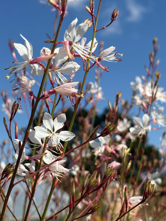 Gaura 'The Bride'