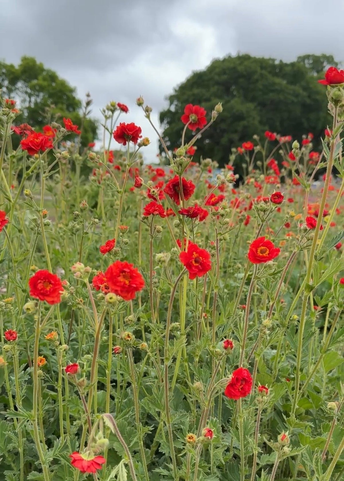 Geum Mrs Bradshaw