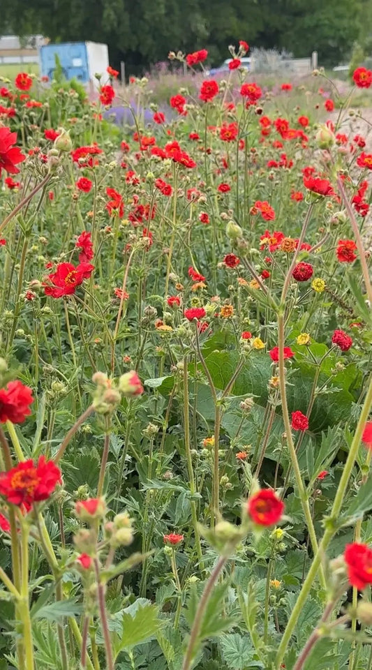 Geum Mrs Bradshaw