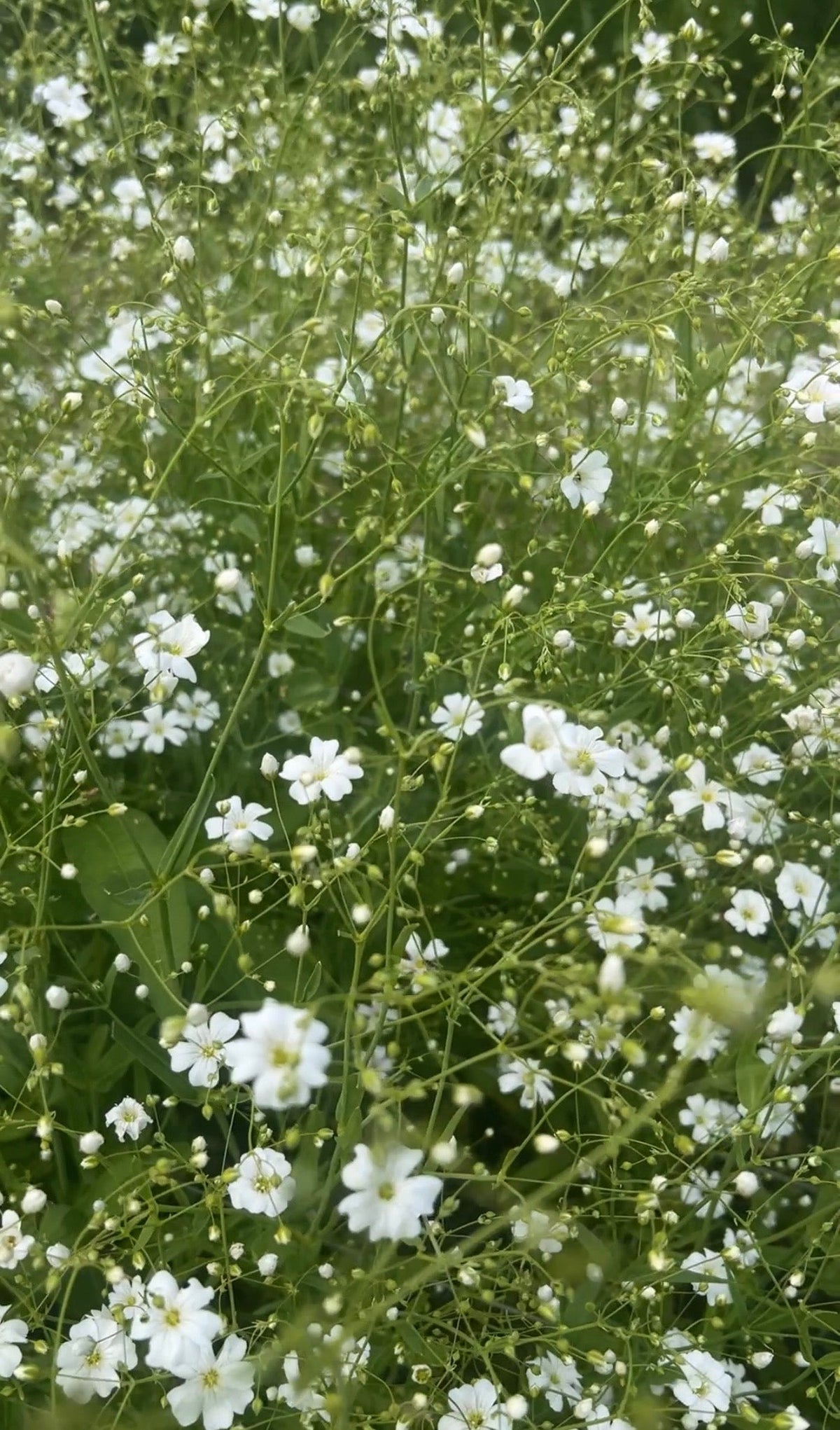 Gypsophila Covent Garden