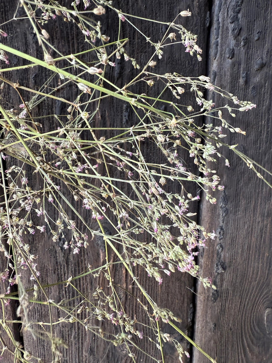 Gypsophila Pink Dried