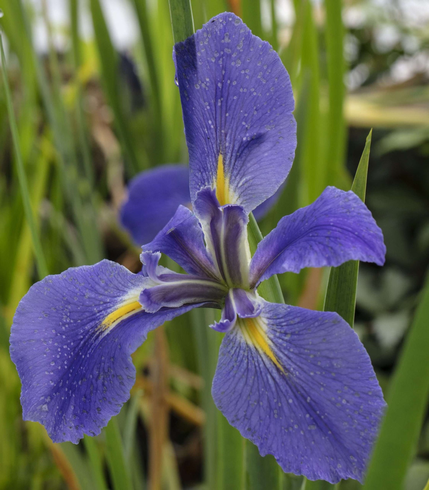 Iris Louisiana 'Heather Stream'