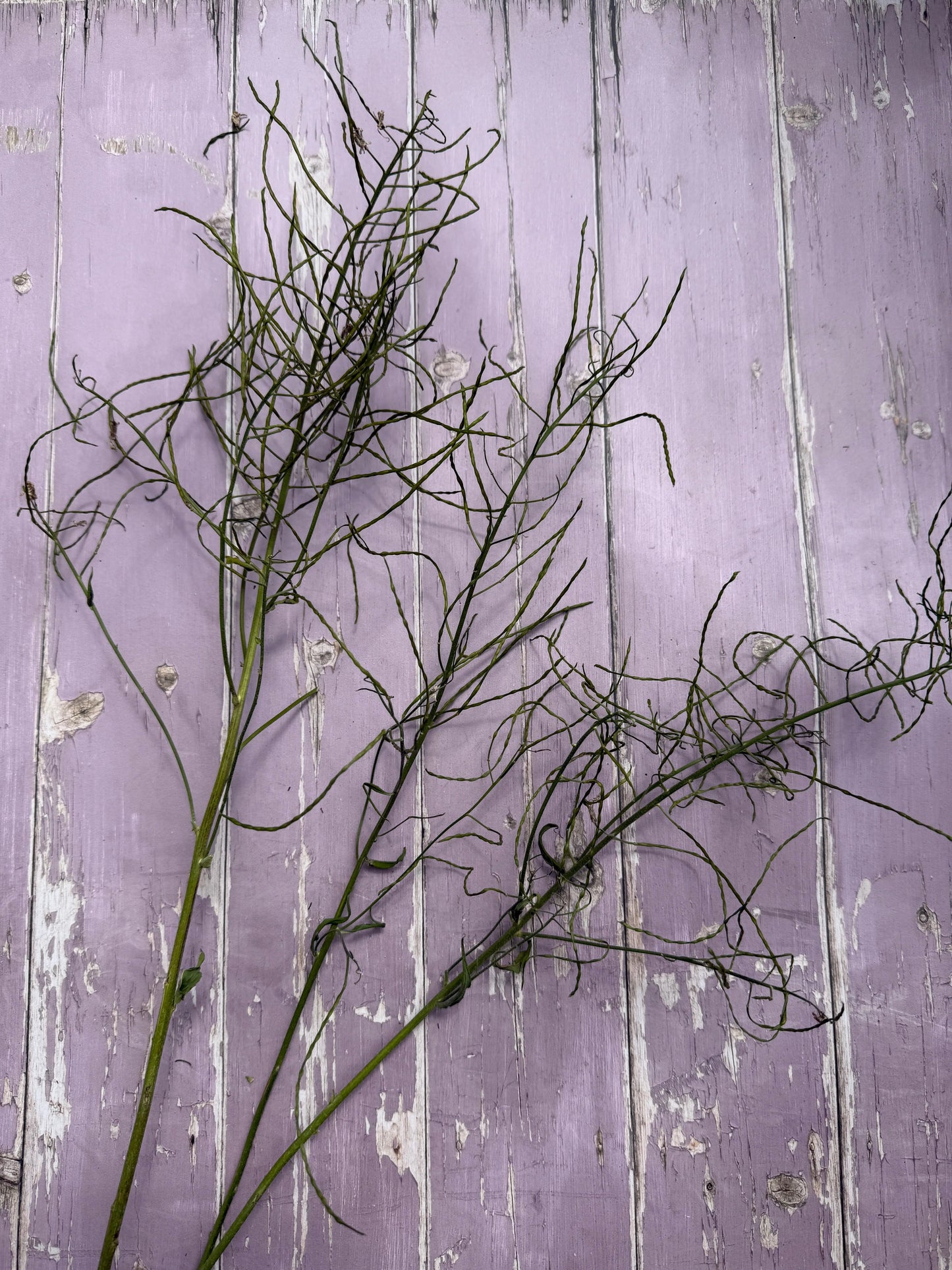 Hesperis (Sweet Rocket) Dried