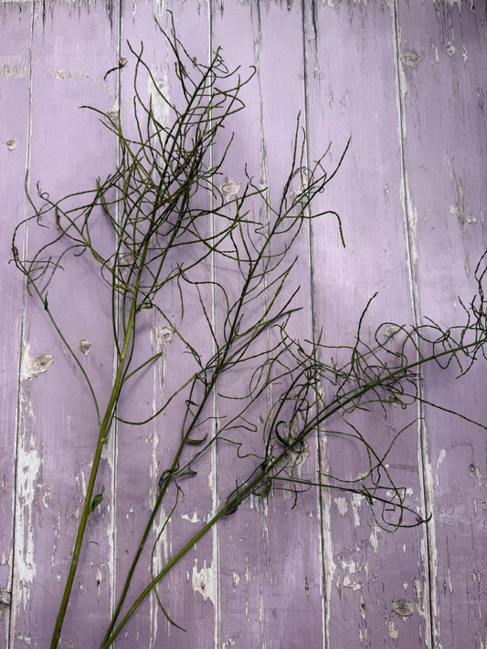 Hesperis (Sweet Rocket) Dried