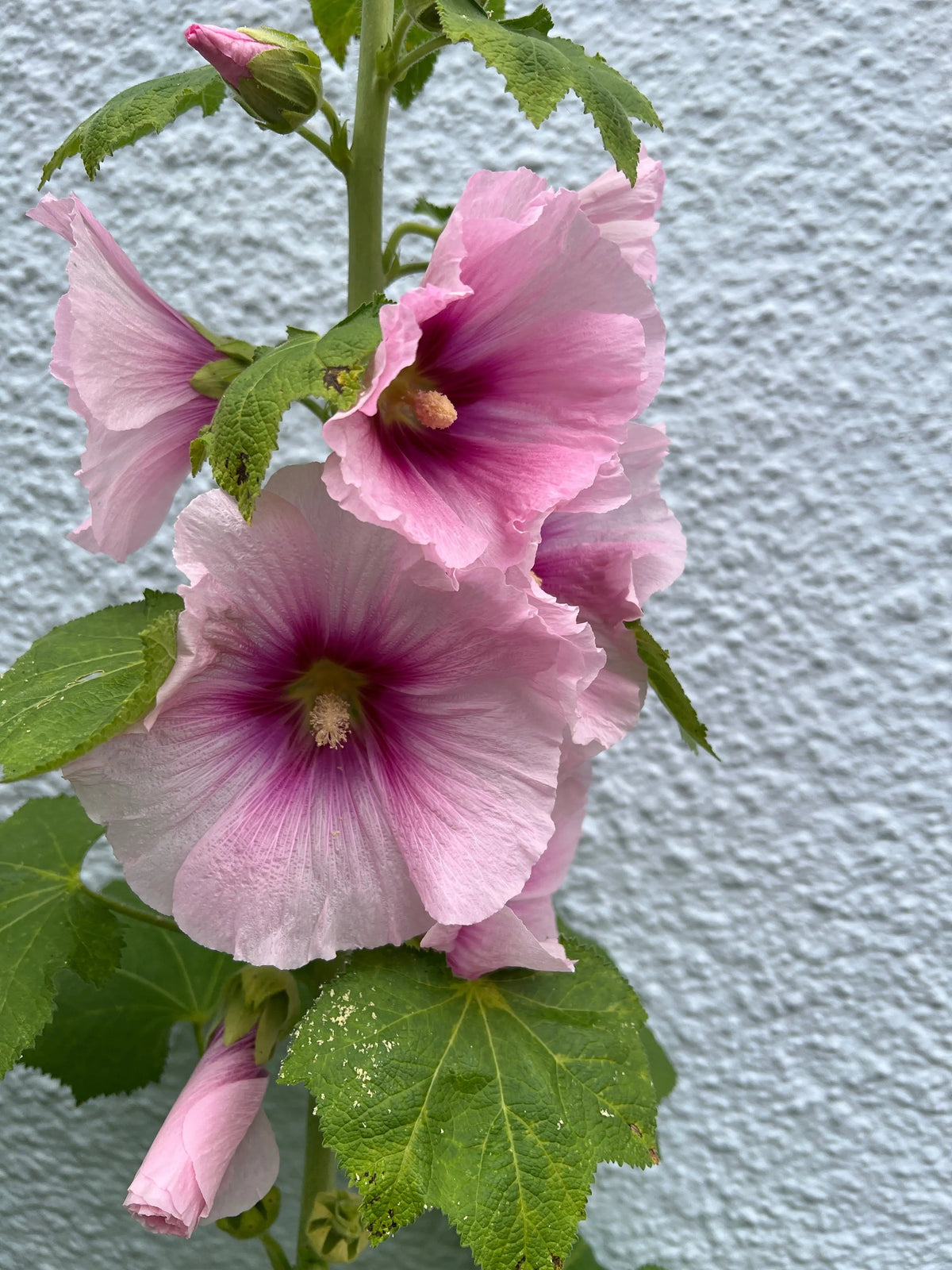 Hollyhock Bishy Barnabee Mix