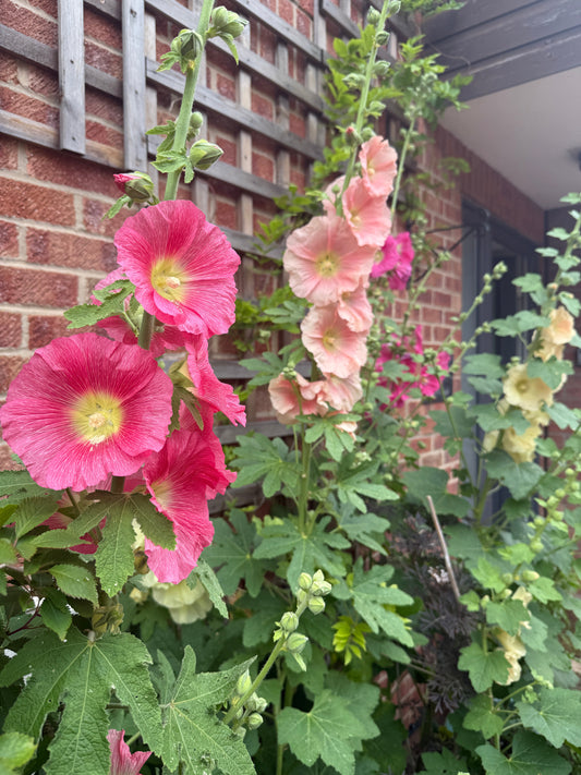 Hollyhock Bishy Barnabee Mix