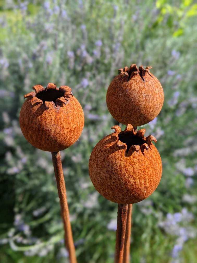 Rusty Metal Poppy Seedhead