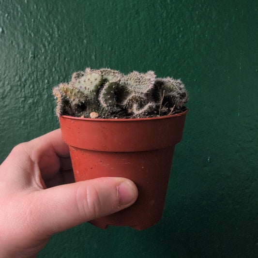 Opuntia cylindrica cristata (Crested Eve’s Needle Cactus)
