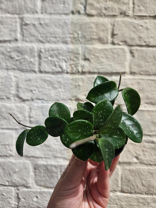 Hoya cv. 'Mathilde splash'