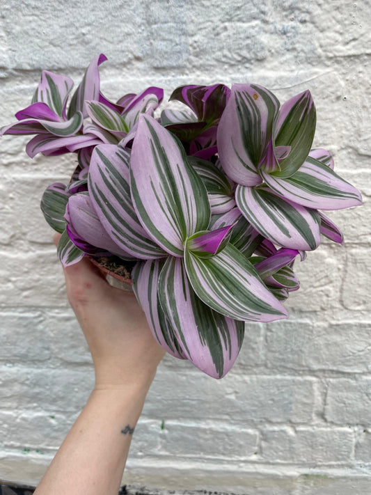 Tradescantia 'Nanouk' (Inch plant / Wandering Dude Plant)