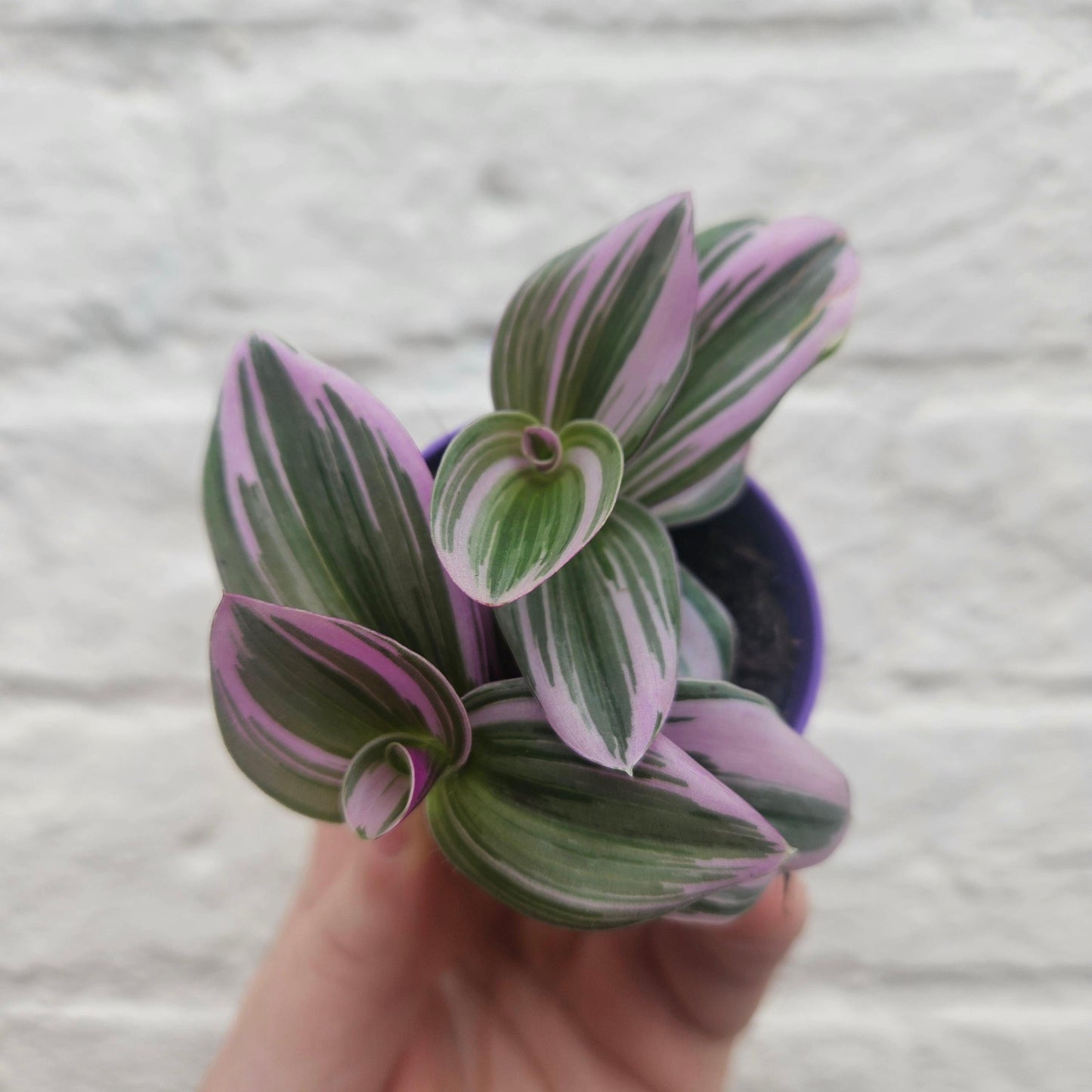 Tradescantia 'Nanouk' (Inch plant / Wandering Dude Plant)