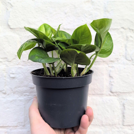 Epipremnum pinnatum 'Global Green' (Devils Ivy)
