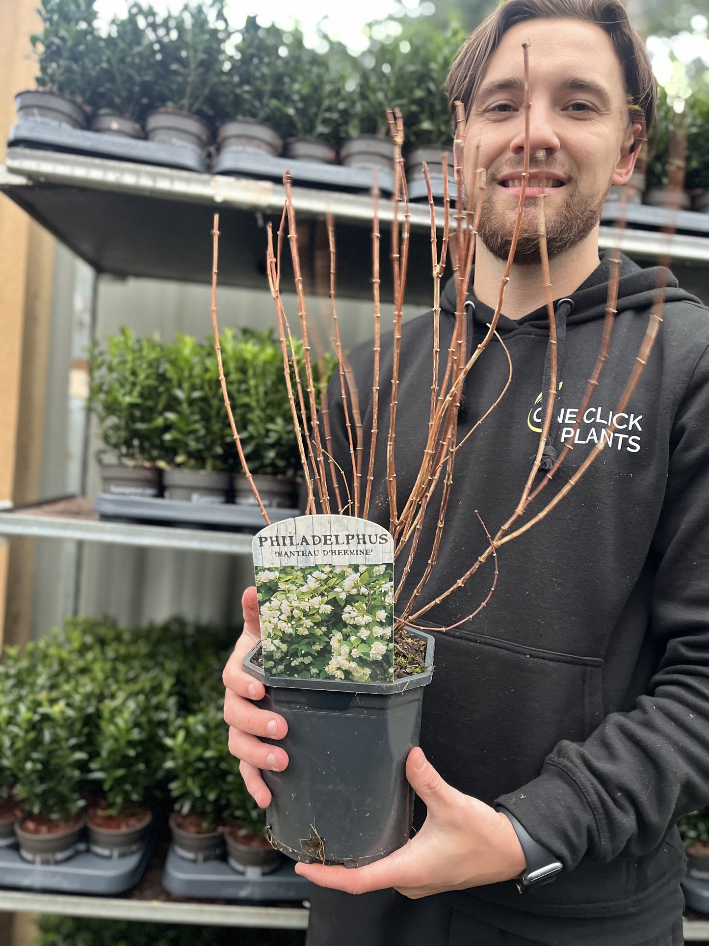 Philadelphus 'manteau d'Hermine' 1L / 2L