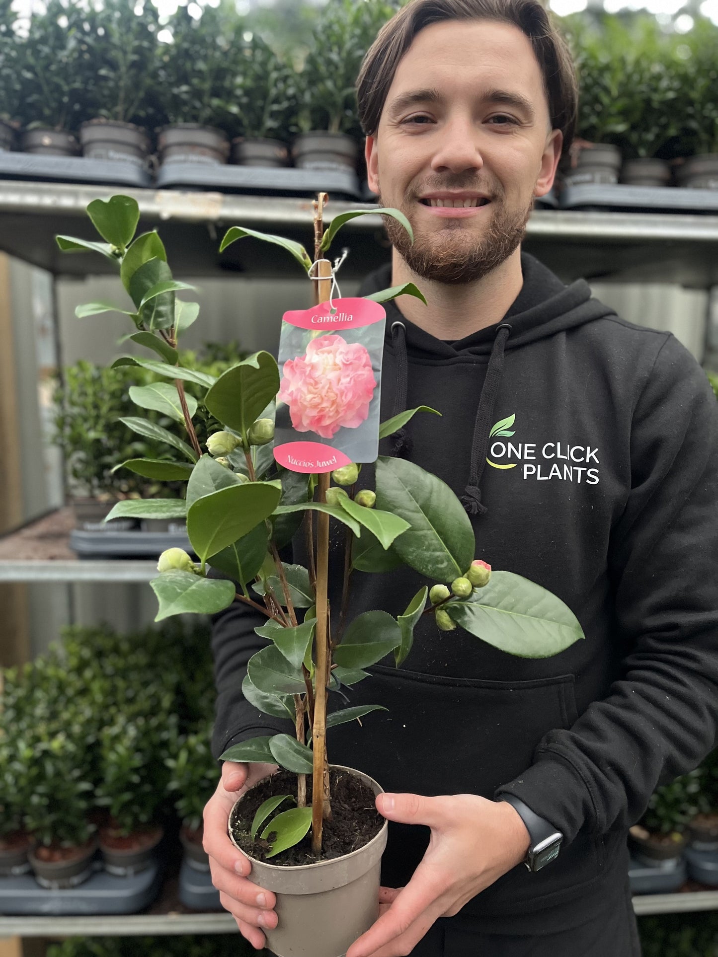 Camellia japonica ‘Nuccio’s Jewel’
