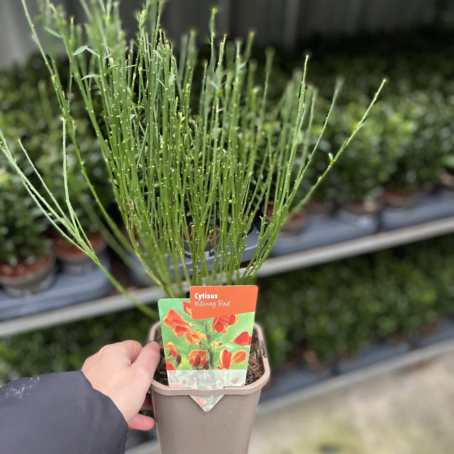 Cytisus ‘Killiney Red’ 1L
