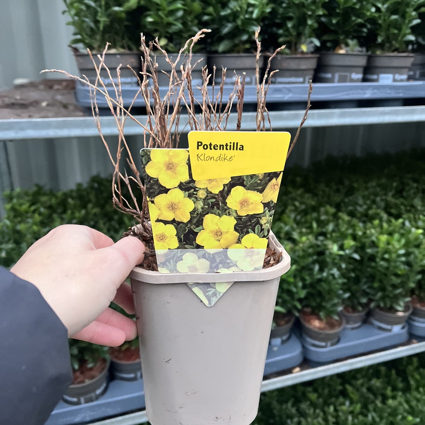 Potentilla 'Klondike’ 1L