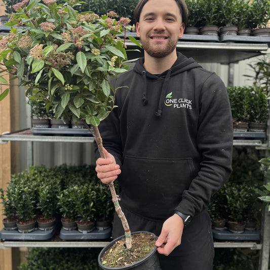 Viburnum tinus Patio Tree 4L / 10L
