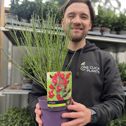 Cytisus x boskoopii 'Boskoop Ruby' 2L
