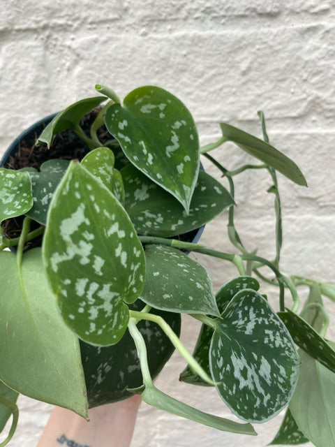 Scindapsus pictus 'Argyraeus' (Satin Pothos) Various sizes