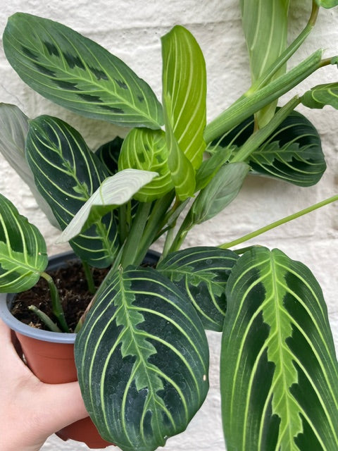 Maranta leuconeura 'Lemon Lime'
