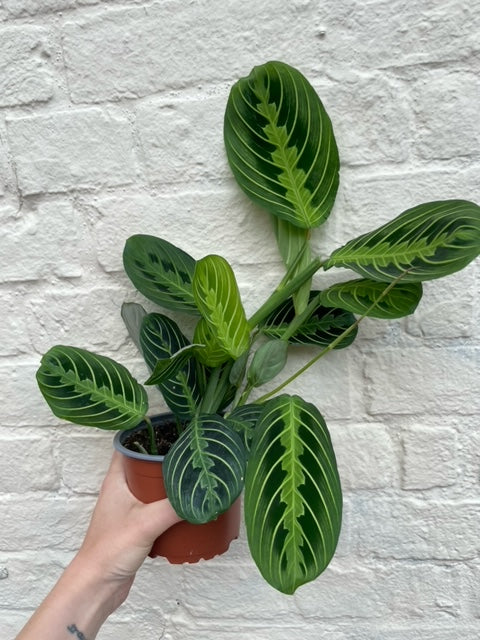 Maranta leuconeura 'Lemon Lime'