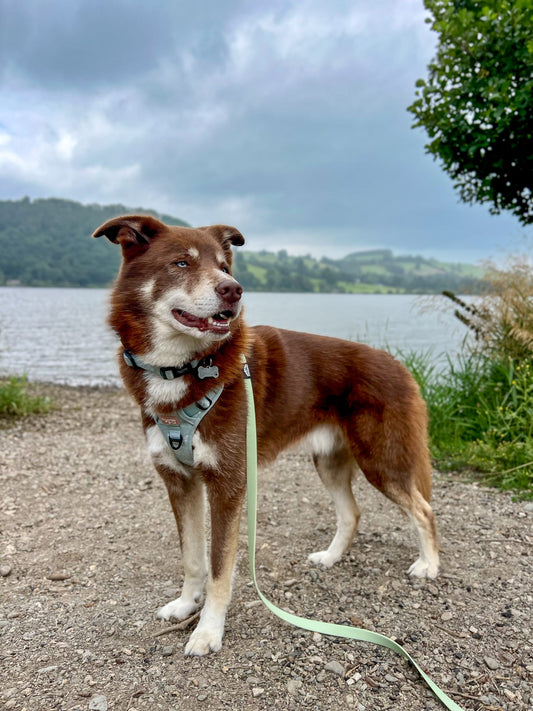 Waterproof 10m Longline Lead | Fido’s Trails – Durable, Lightweight, Ideal for Dog Training and Outdoor Adventures