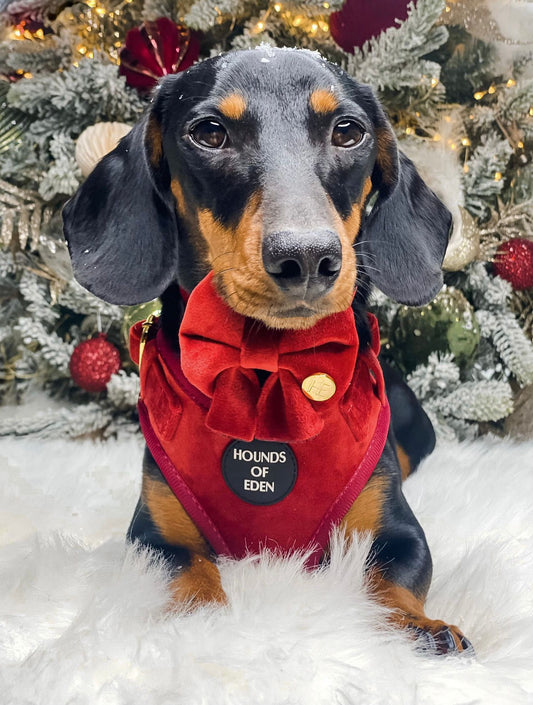 Ruby Red Velvet Collar