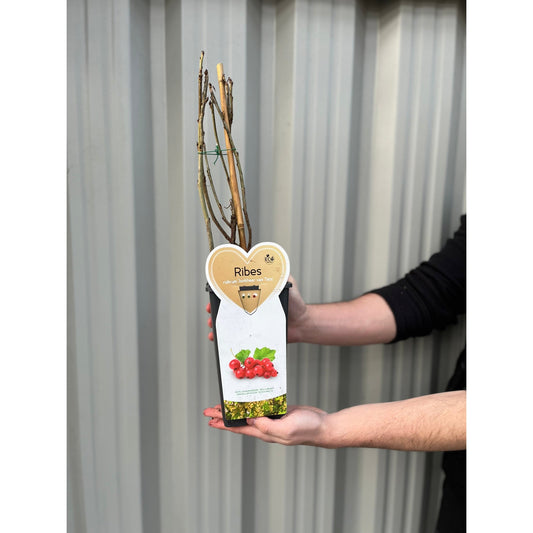 Red currant bush 'Jonkheer van Tets' 2L / 4L