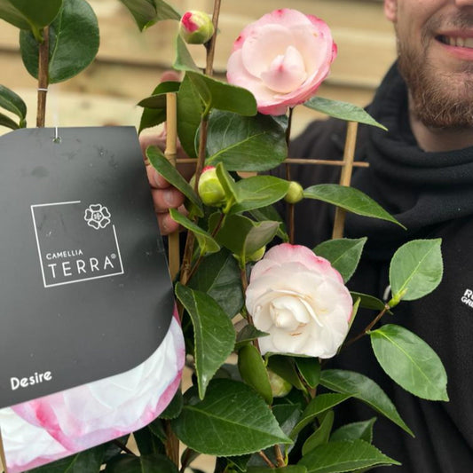 Camellia 'Desire' 9cm / 5L