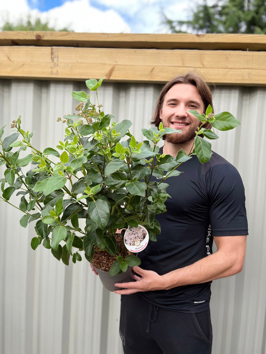 Viburnum tinus 'Eve Price' 9cm-7.5L