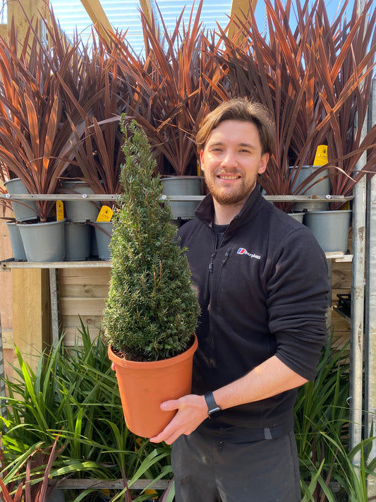 Yew Cone - Taxus Baccata Cone 5L / 7.5L / 10L
