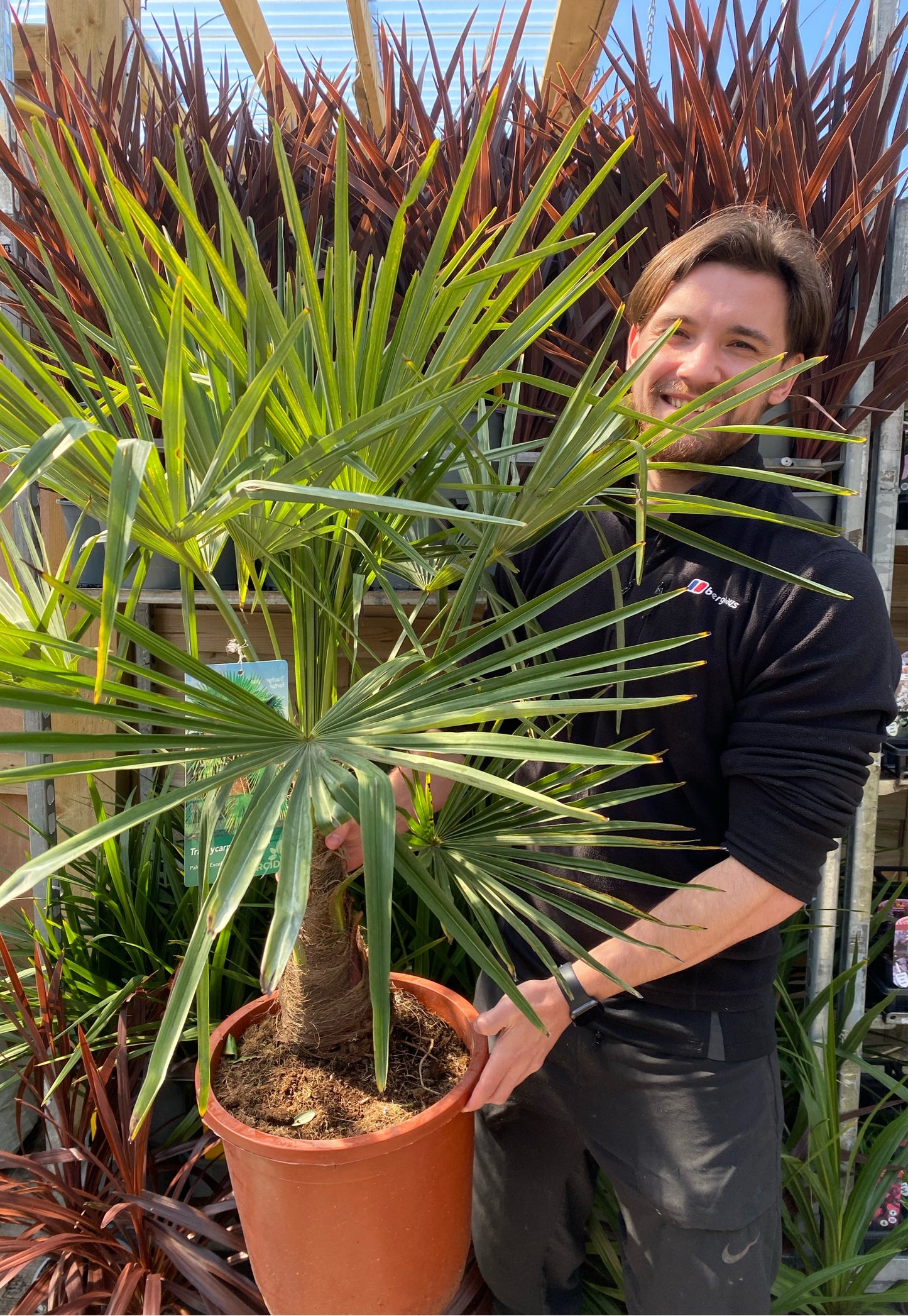 Trachycarpus Fortunei 3L / 7L / 12L