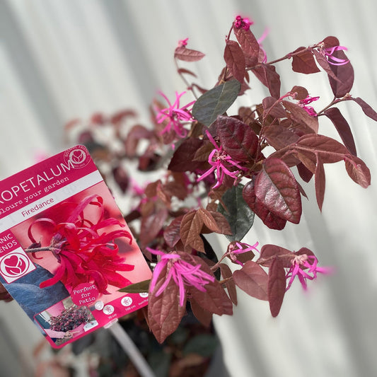 Loropetalum Chinense Fire Dance 2L (AUTUMN SALE)