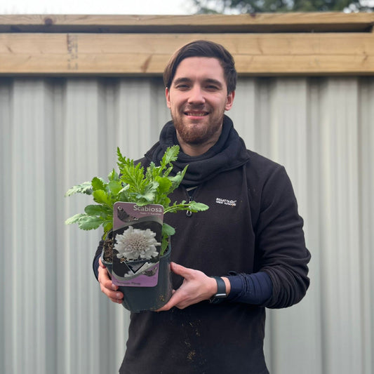 Scabious 'Kudo White' 9cm/2L