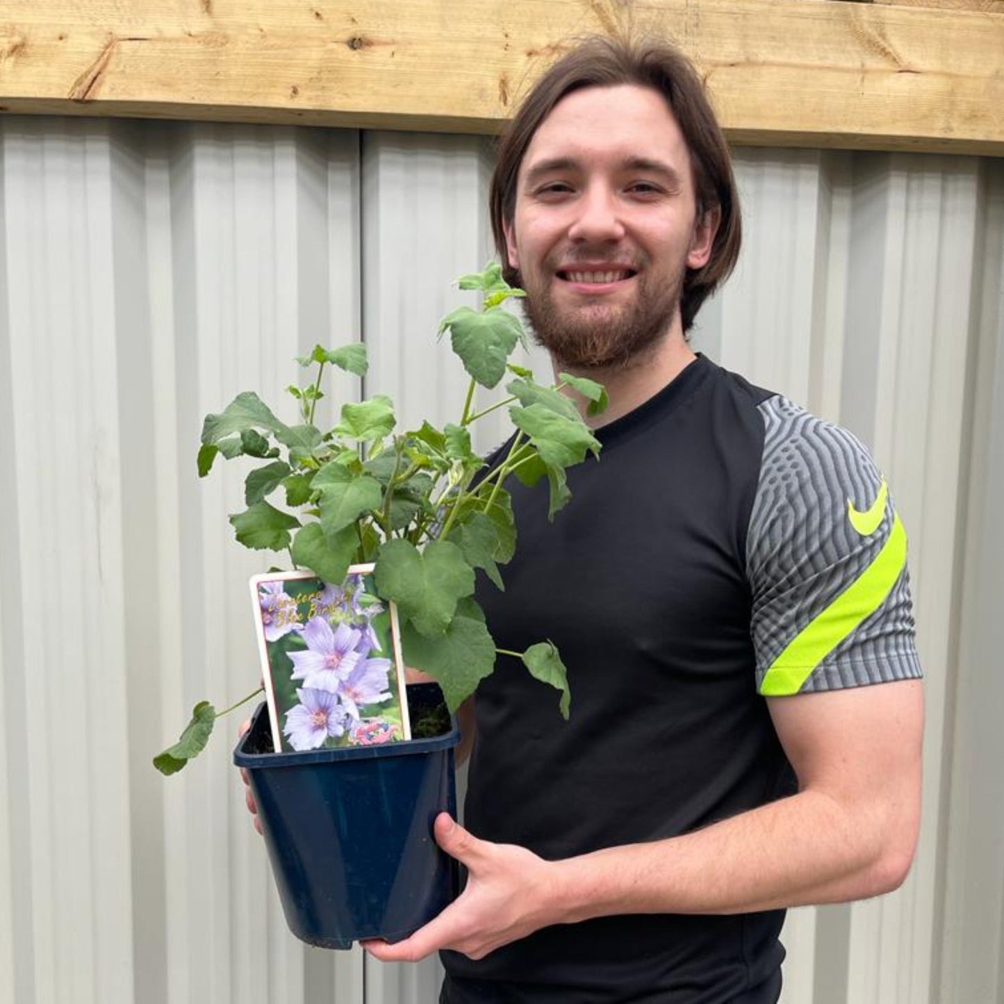 Lavatera 'Blue Bird' 3L