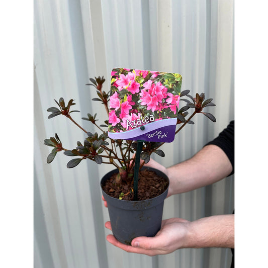 Azalea 'Geisha Pink' 1.5L