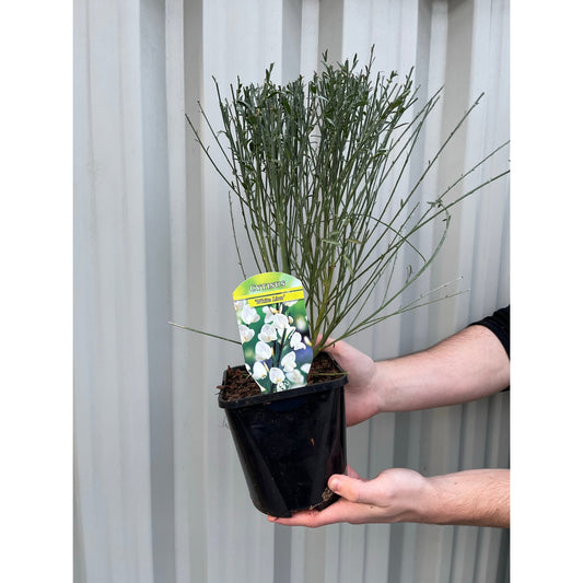 Cytisus (Broom) - 'White Lion' 1L / 2L