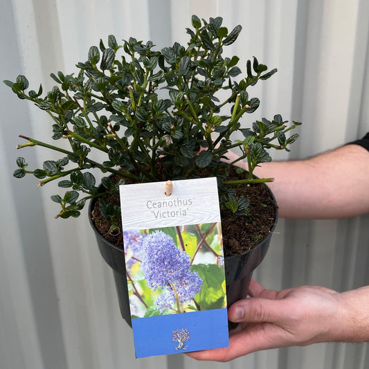 Ceanothus 'Victoria' (Californian Lilac) 9cm/2L/5L/10L