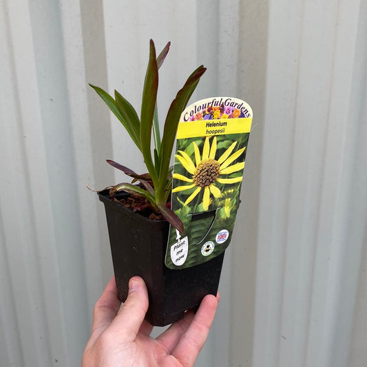 Helenium 'hoopesii' 9cm Pot