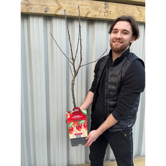 'Cox's Orange Pippin' Dwarf/Patio Apple Tree 1m