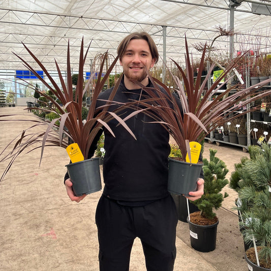 Cordyline australis 'Red Star' (3 sizes available)