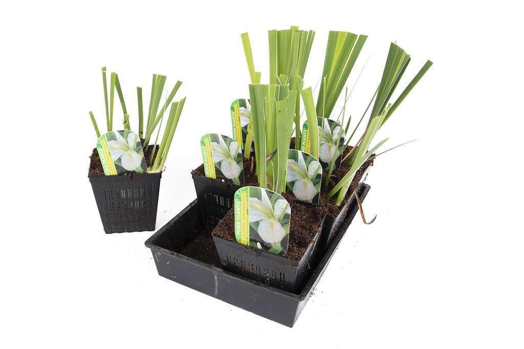 Iris louisiana ‘Arabian Bayou’ - Marginal Pond Plants - MP051