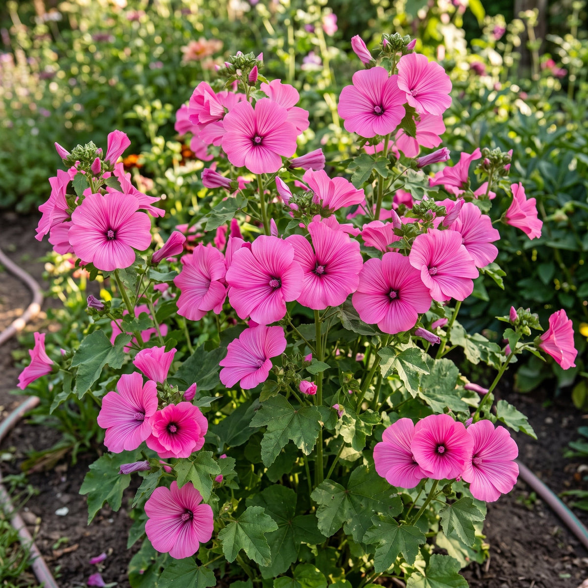 Lavatera Pink Reflection